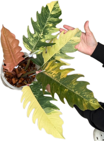 Philodendron Caramel Marble Variegated Wholesale Set of 5 Plants