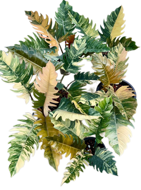 Philodendron Caramel Marble Variegated Wholesale Set of 5 Plants
