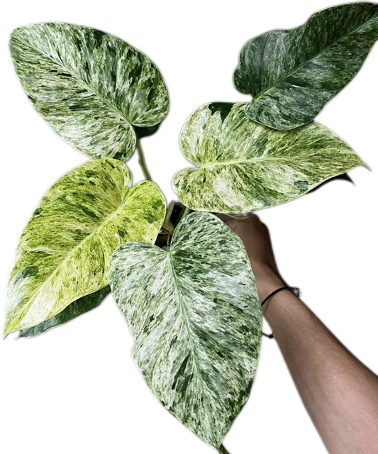 Philodendron Giganteum Blizzard Variegated Set of 5 Plants