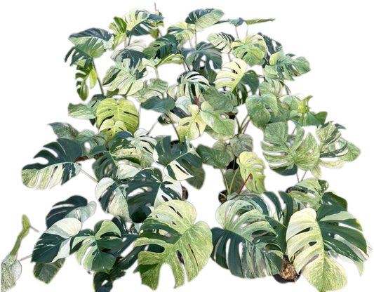 Monstera Borsigiana Mint NOID - Bundle of 5 Plants