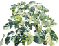 Monstera Borsigiana Mint NOID - Bundle of 5 Plants