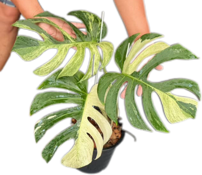 Monstera Borsigiana Mint NOID - Wholesale of 5 Plants