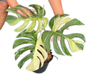 Monstera Deli x Borsi Mint NOID