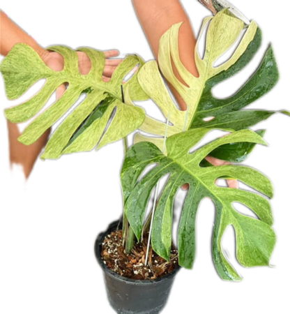 Monstera Borsigiana Mint NOID - Bundle of 5 Plants
