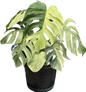 Monstera Borsigiana Mint Big Mature Whole Plant