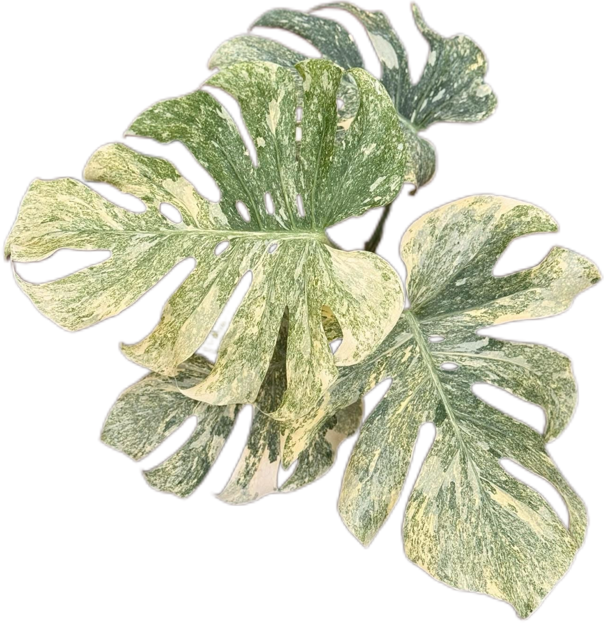 Monstera Deliciosa “Legacy” Variegated 