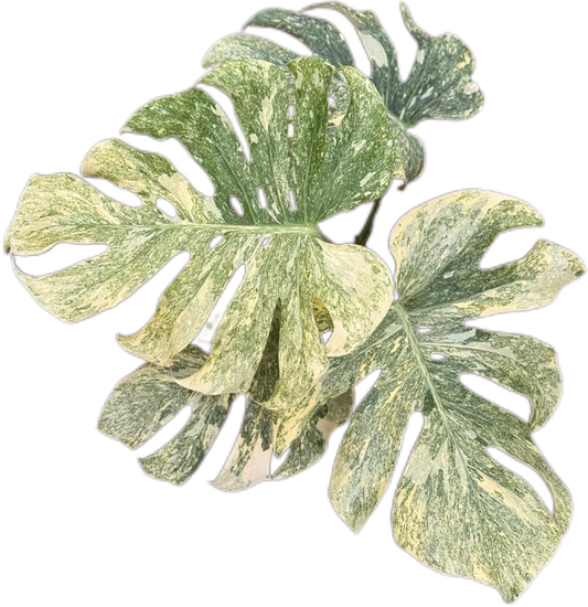 Monstera Deliciosa “Legacy” Variegated 