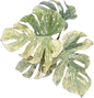 Monstera Deliciosa “Legacy” Variegated 