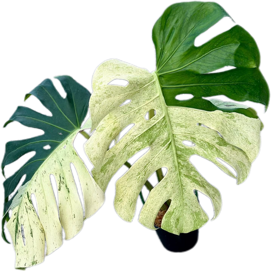 Monstera Deliciosa “White Tear” Varieties 