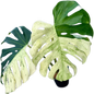 Monstera Deliciosa “White Tear” Varieties 