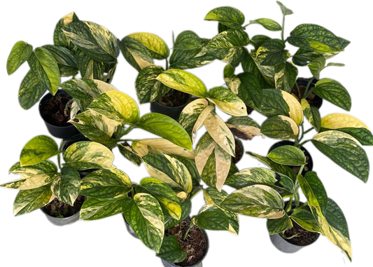 Monstera Karstenianum Peru Variegated Wholesale Set of 10 Plants 