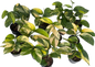Monstera Karstenianum Peru Variegated Wholesale Set of 10 Plants 