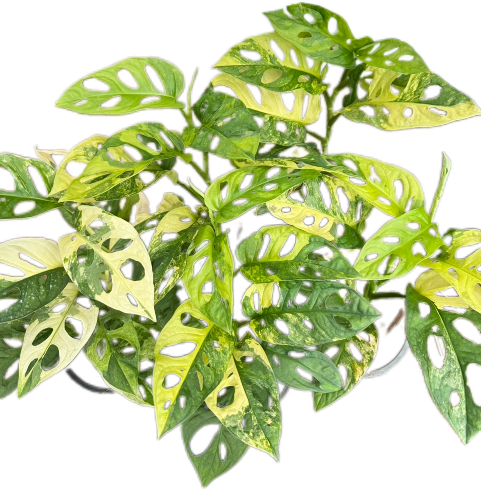 monstera adansonii yellow variegated Buy Monstera Adansonii Aurea Variegated