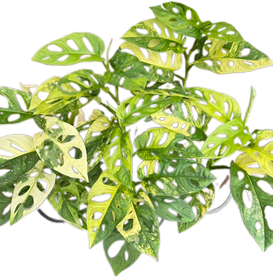 Monstera Adansonii Aurea Variegated Set of 5 Plants