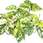 Monstera Adansonii Aurea Variegated Set of 5 Plants