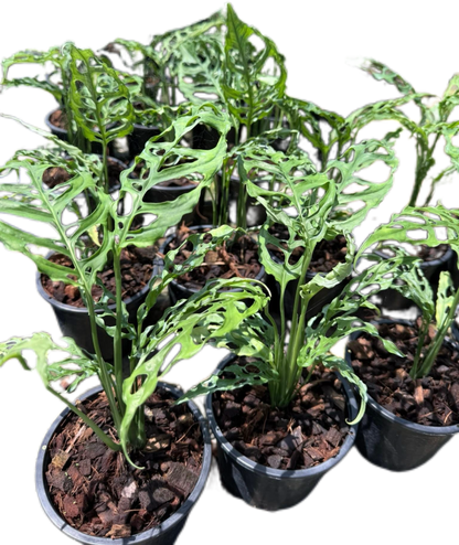 Monstera Oblique Peru Set of 10 Plants 