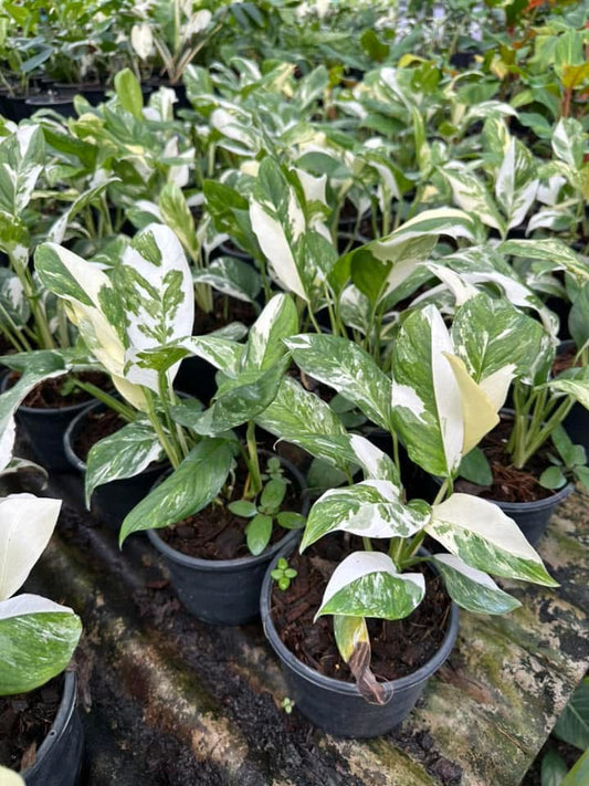 Monstera Lechleriana Variegated Set of 5 Plants