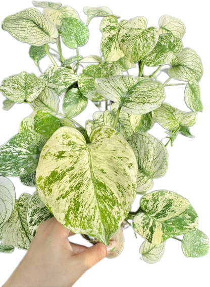 Monstera Deliciosa White Monster Set of 5 Plants
