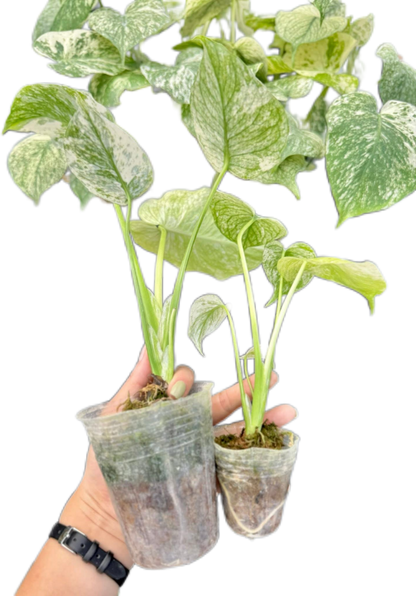 Monstera Deliciosa White Monster Set of 5 Plants