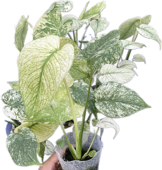 Monstera Deliciosa White Monster Set of 5 Plants