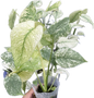 Monstera Deliciosa White Monster Set of 5 Plants