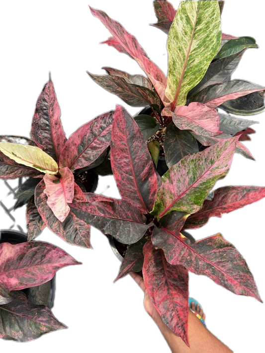 Anthurium Renaissance Variegated
