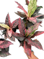Anthurium Renaissance Variegated