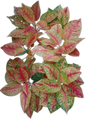Aglaonema “Mahasettee” Wholesale Set of 10 Plants