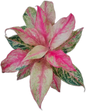 Aglaonema “Butterfly” – Set of 10 Plants