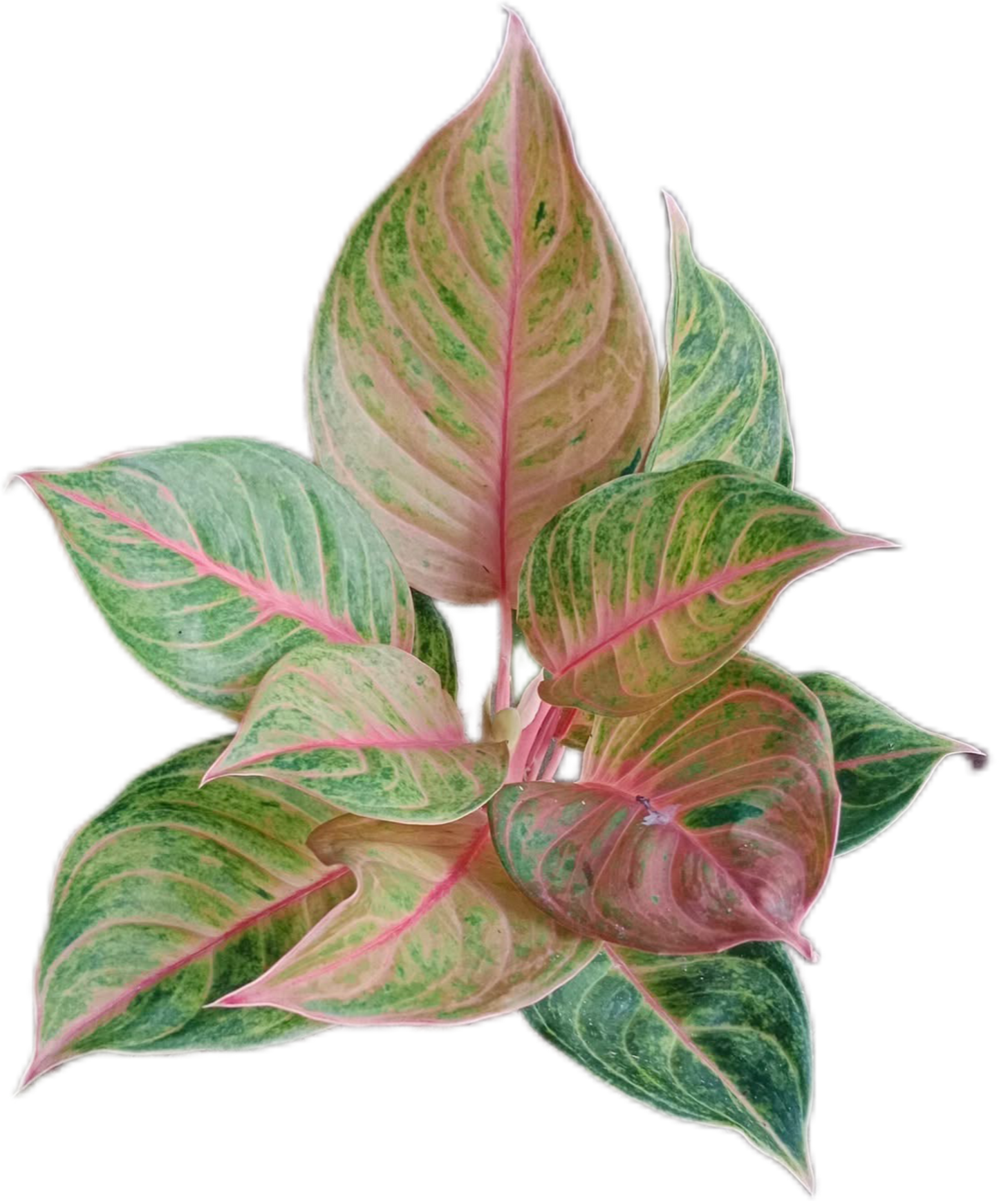 Aglaonema “Susan” – Set of 10 Plants