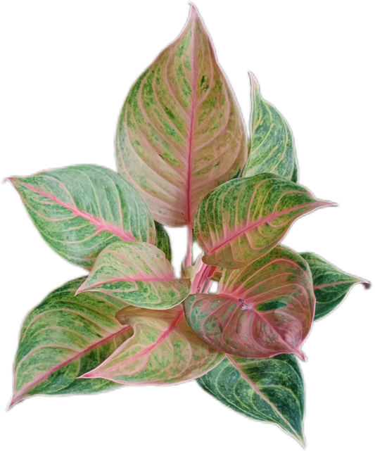 Aglaonema “Susan” – Set of 10 Plants