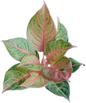 Aglaonema “Susan” – Set of 10 Plants