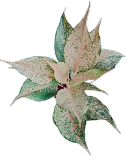 Aglaonema “Catherine” – Set of 10 Plants