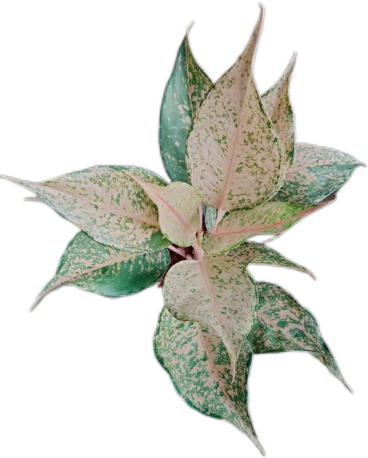 Aglaonema “Catherine” – Set of 10 Plants