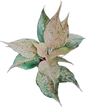 Aglaonema “Catherine” – Set of 10 Plants