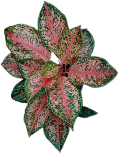 Aglaonema “9 Karat” – Set of 10 Plants