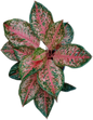 Aglaonema “9 Karat” – Set of 10 Plants