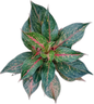 Aglaonema Phet Phairin – Set of 10 Plants