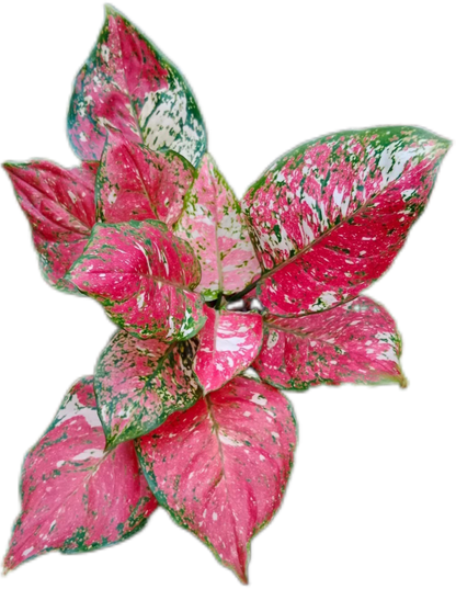 Aglaonema Anyamanee Tricolor (Bundle of 10 Plants )