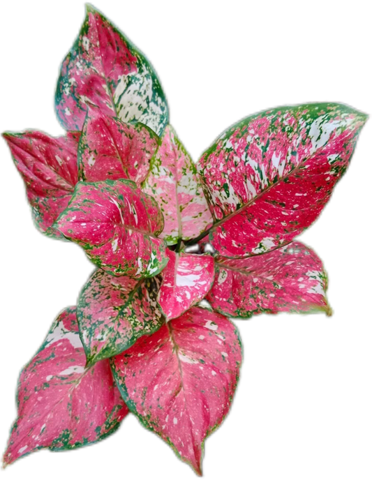 Aglaonema Anyamanee Tricolor (Bundle of 10 Plants )