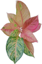 Aglaonema “Sky Velvet” – Set of 10 Plants