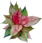 Aglaonema “Prakai Phet” – Set of 10 Plants