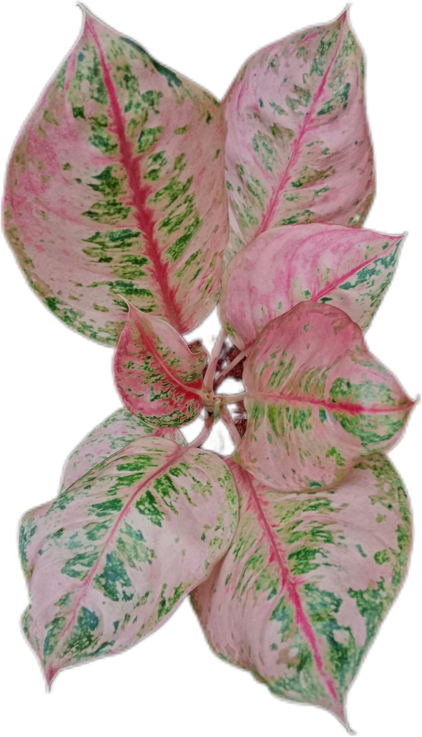 Aglaonema “Godzilla” – Set of 10 Plants