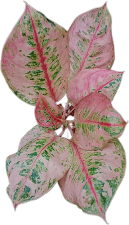 Aglaonema “Godzilla” – Set of 10 Plants