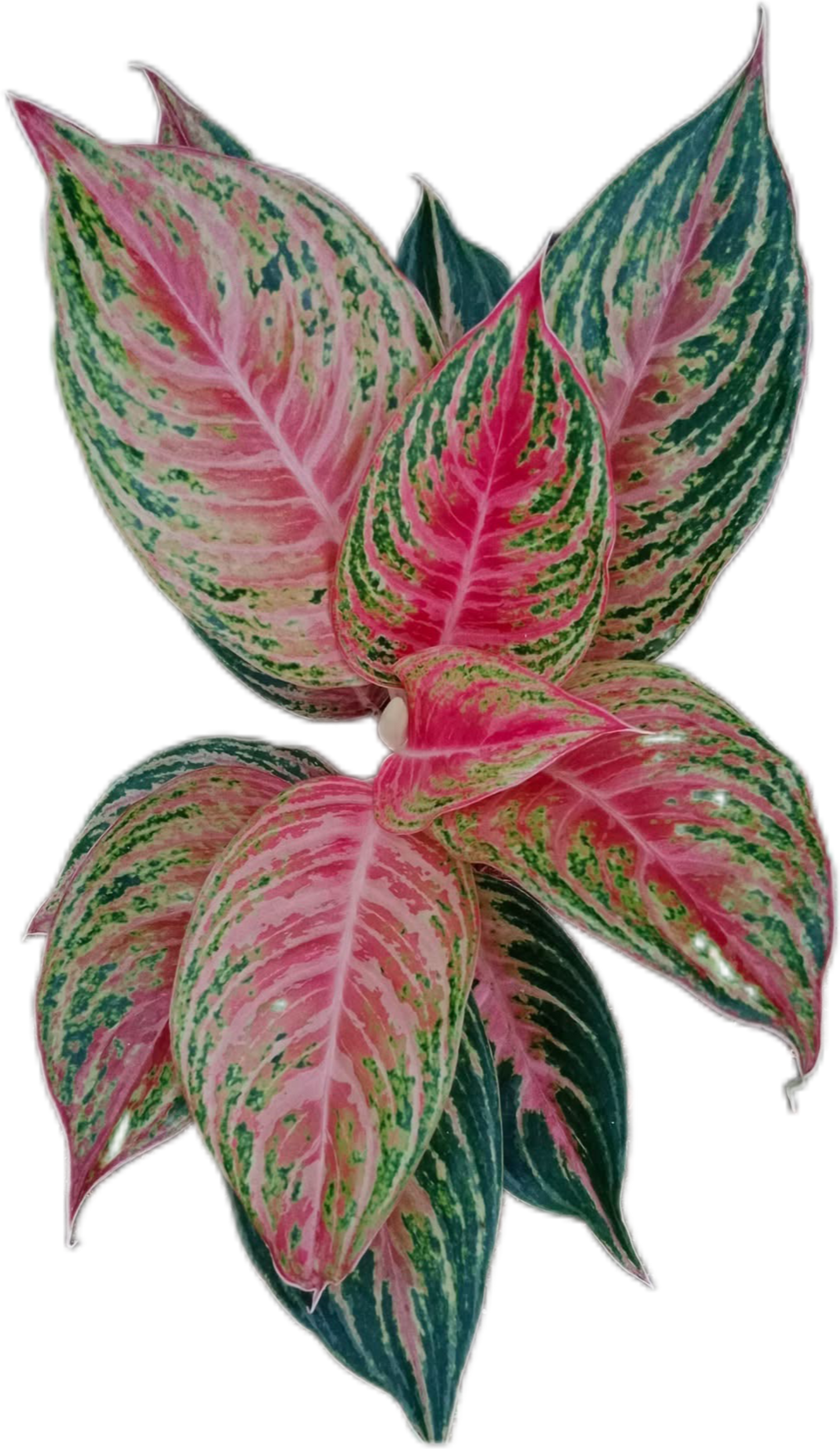 Aglaonema “Mahanakorn” – Set of 10 Plants