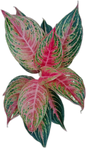 Aglaonema “Mahanakorn” – Set of 10 Plants