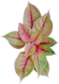 Aglaonema “Sung Thong” Set of 10 Live Plants