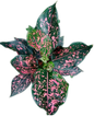 Aglaonema “Pink Dalmatian” (Bundle Set of 10 Plants)