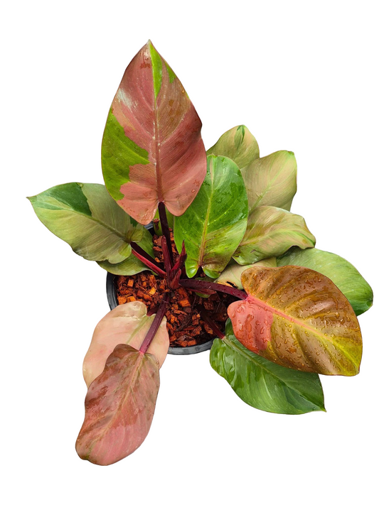 Philodendron Cherry Red Variegated – Big Size (Wholesale Set of 3 Plants)
