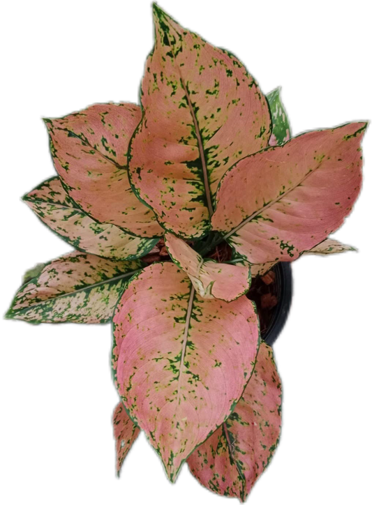 Aglaonema “Kham Khun Orange” Bundle of 10 Plants
